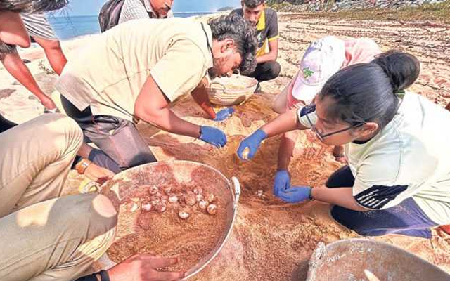 ಮಂಗಳೂರಿನಲ್ಲಿ ಪತ್ತೆಯಾಯ್ತು ಅತ್ಯಪರೂಪದ ‘ಆಲಿವ್‌ ರಿಡ್ಲೆ ಮೊಟ್ಟೆ’..!