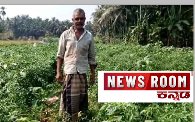 ಉಪ್ಪಿನಕಾಯಿ, ಬಂಗುಡೆ ಪುಳಿಮುಂಚಿಗೆ ಸಖತ್‌ ಟೇಸ್ಟ್‌ ನೀಡುವ ಹರೇಕಳಮೆಣಸು