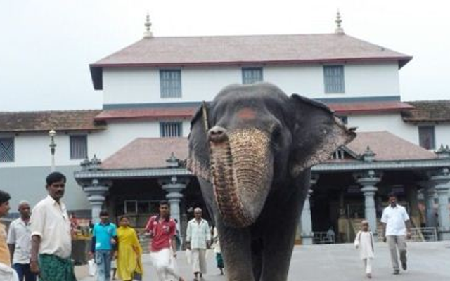 ಶಿವರಾತ್ರಿಯಂದೇ ಶಿವೈಕ್ಯಳಾದ ಧರ್ಮಸ್ಥಳ ಕ್ಷೇತ್ರದ ಆನೆ ಲತಾ